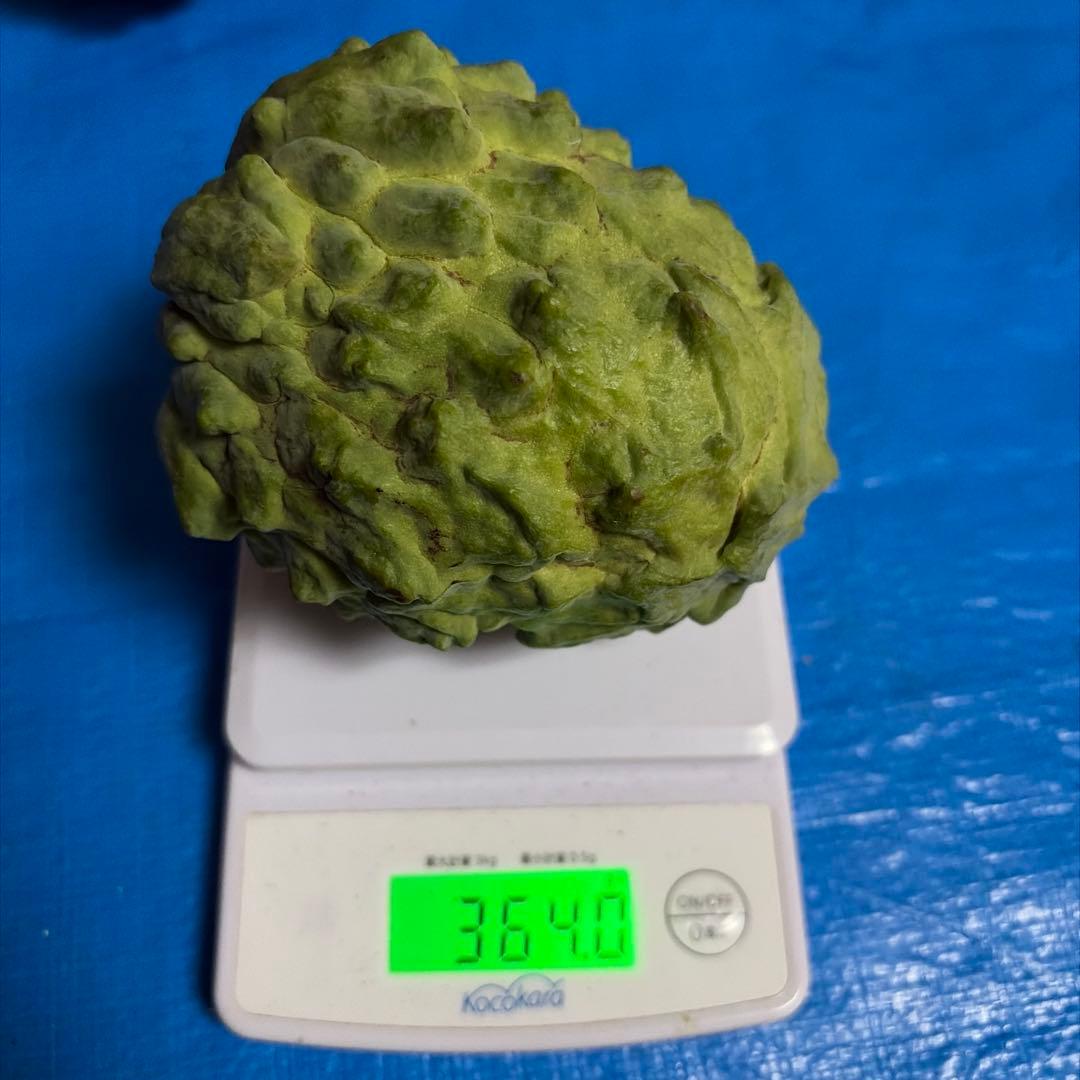 箱番号１　A級アテモヤ2199g 8136円