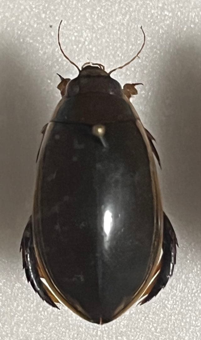 コガタノゲンゴロウ　標本　Jesper2