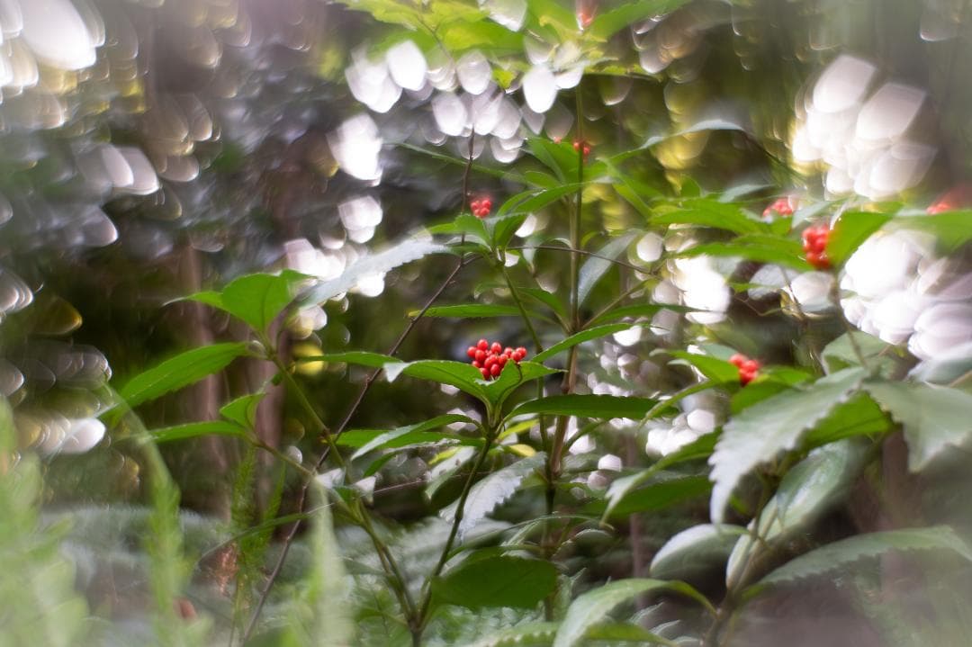 Helios 44M-4 58mm f/2 グルグルボケスペシャル