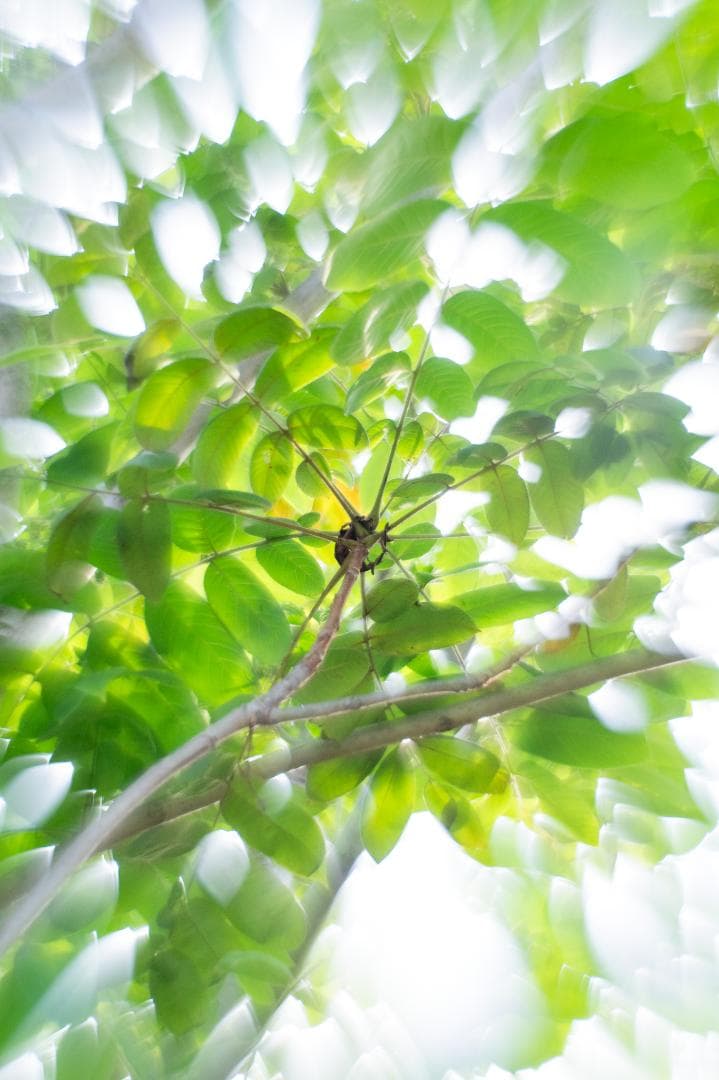 Helios 44M-4 58mm f/2 グルグルボケスペシャル