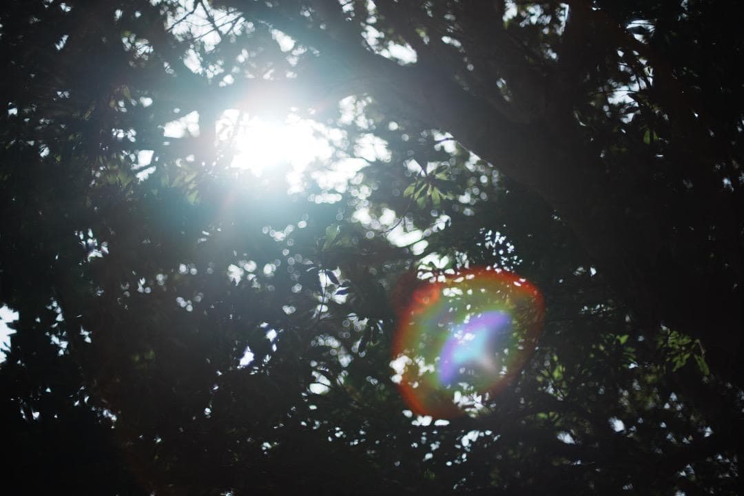 Olympus G.Zuiko auto 50mm F1.2 オリンパス 474