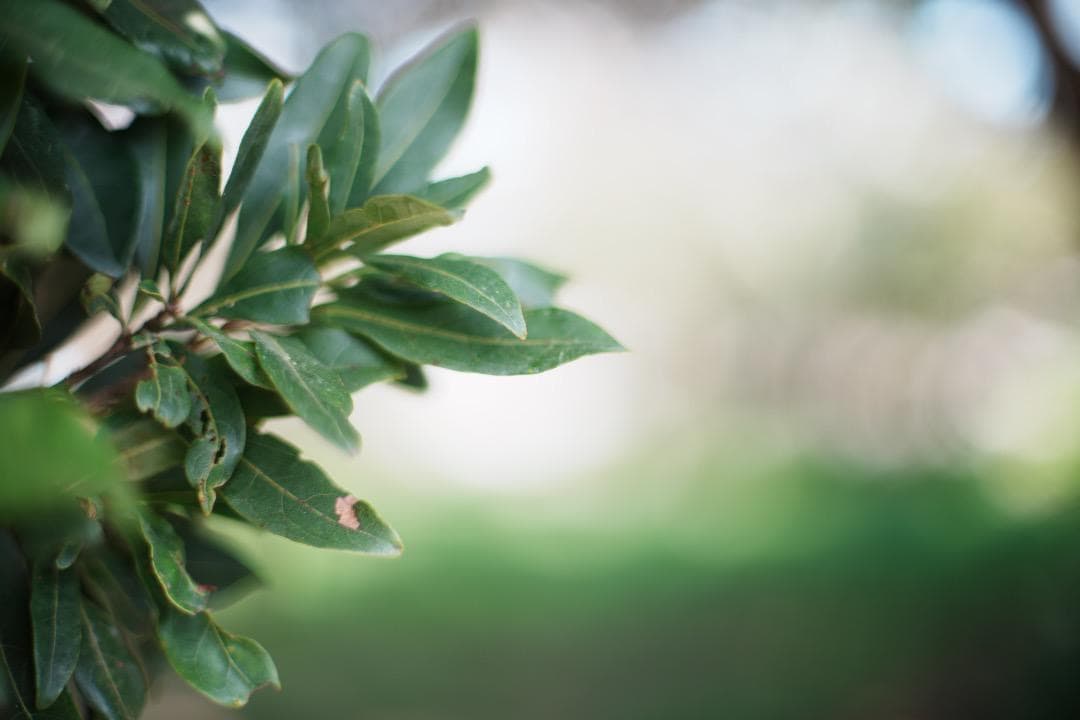 Olympus G.Zuiko auto 50mm F1.2 オリンパス 474