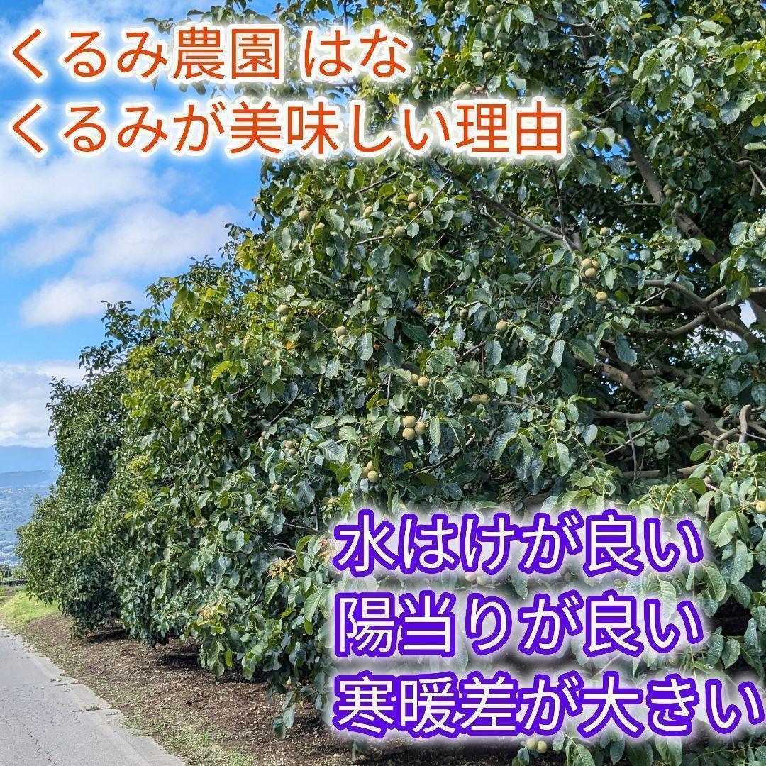 【かおりん商品】25年産 新物 国産 殻付き信濃くるみ 極小〜小 13kg