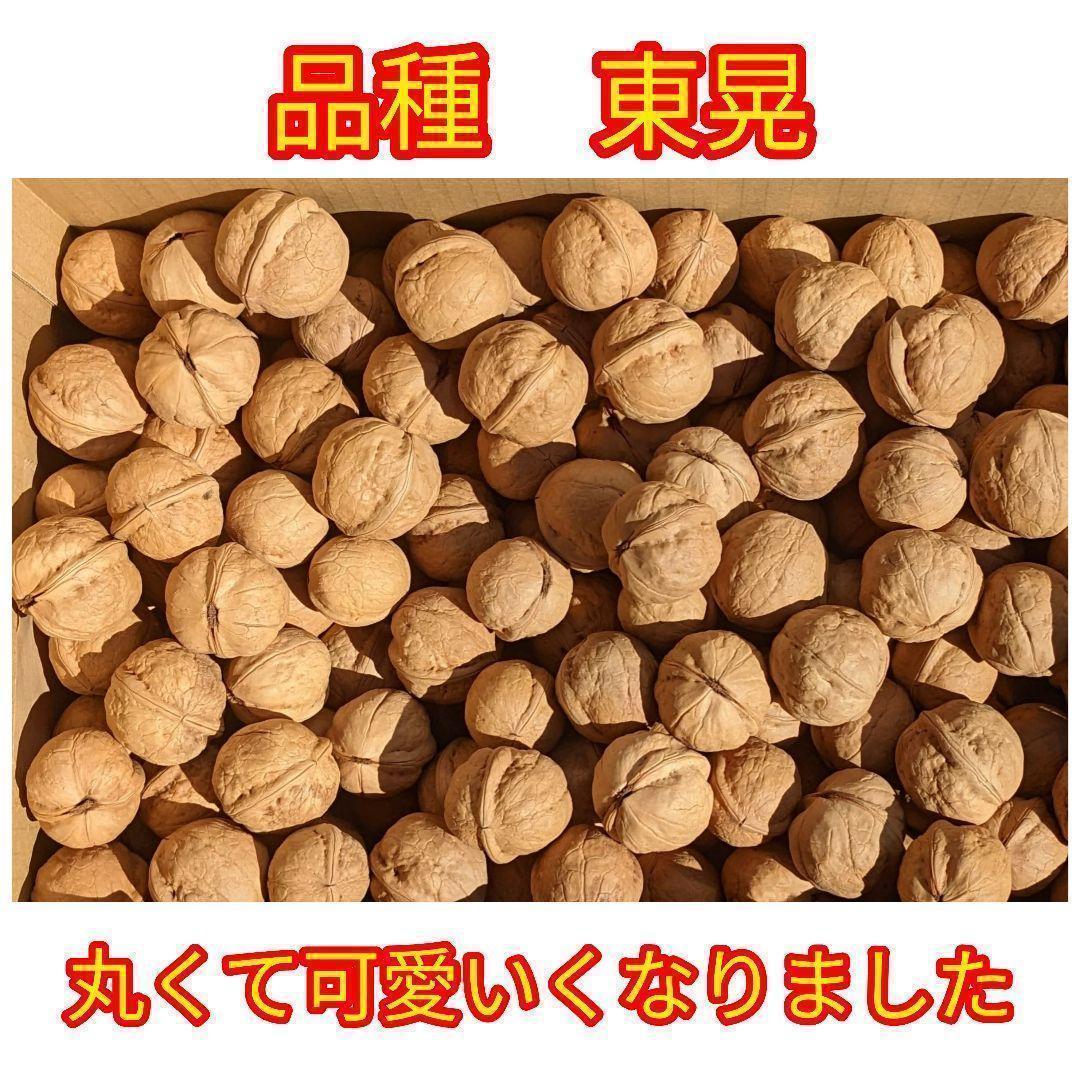 【かおりん商品】25年産 新物 国産 殻付き信濃くるみ 極小〜小 13kg