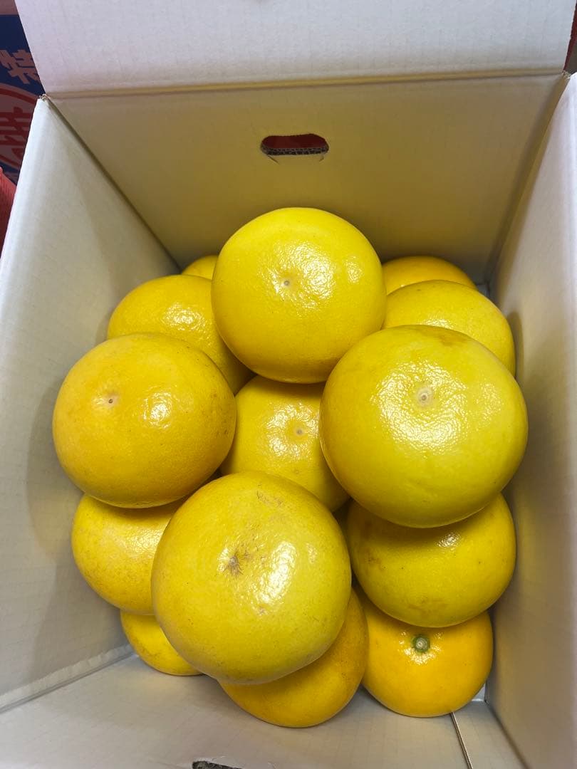 文旦　山北みかん　ポンカン　好きにも　17