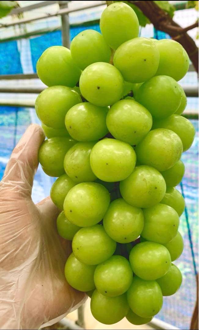 2日発送　COCOページ　クール便