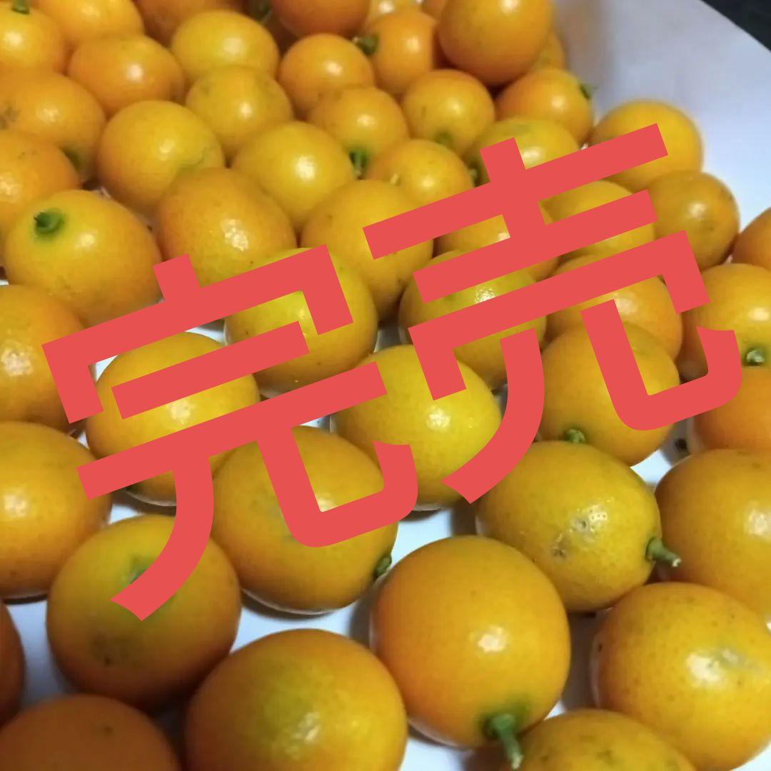 金柑　ゆうパケットポストいっぱいご予約分