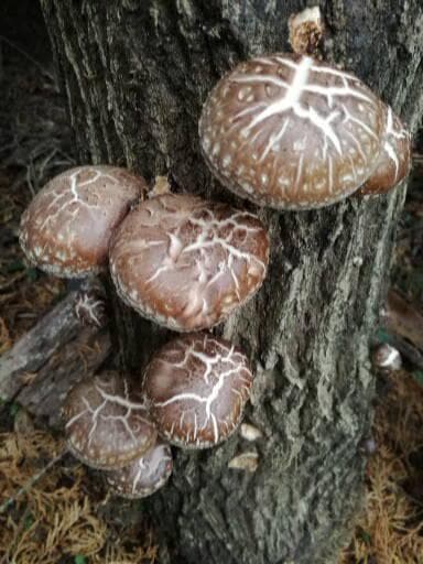 キコさまご予約専用 大分県特産 生どんこ椎茸「秋子」ダブル