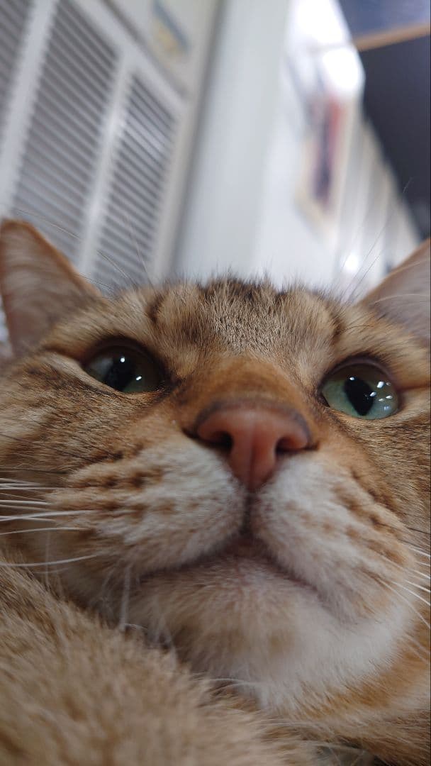 神谷さん専用です