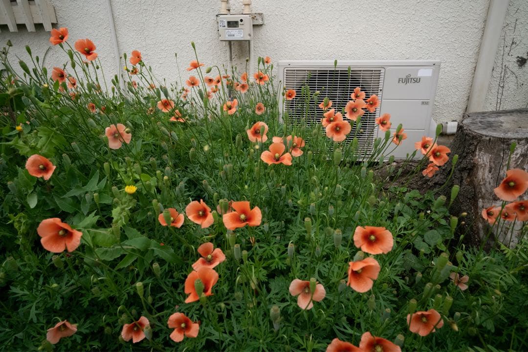 super elmar 21mm f3.4 leica 【2025/01購入品】