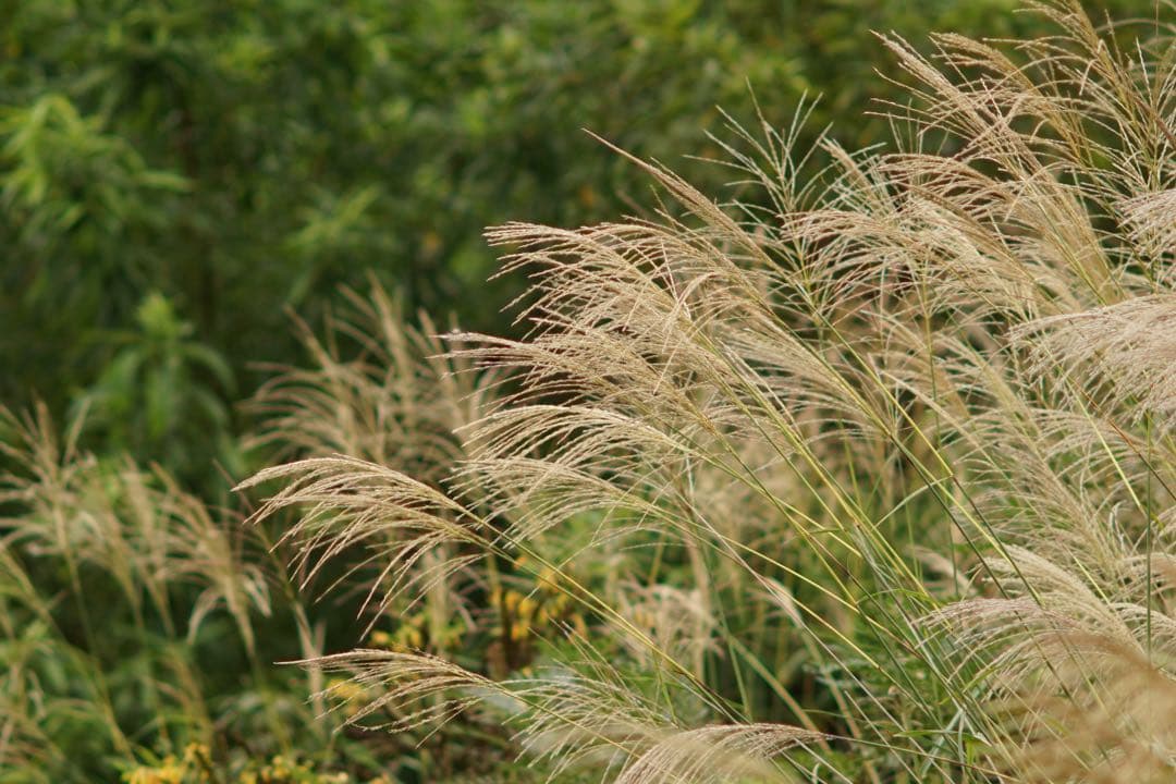 作例付き　 PENTAX smc PENTAX67 300mmF4 管mpr