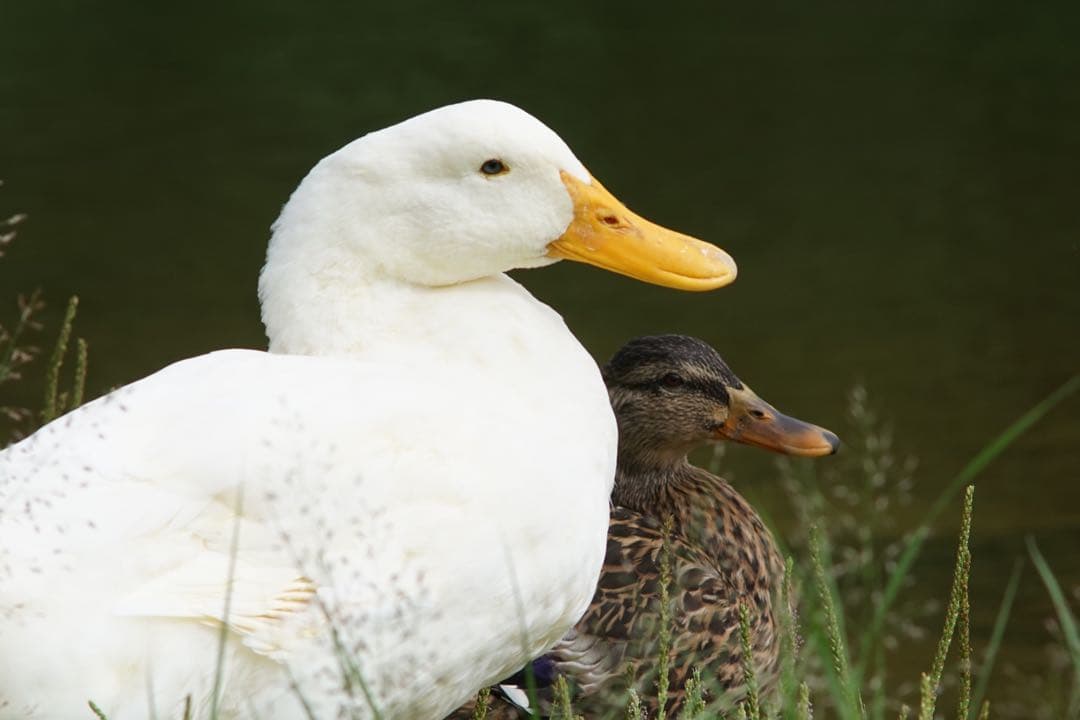 作例付き　 PENTAX smc PENTAX67 300mmF4 管mpr