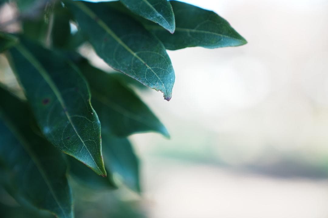 【テスト済安心】SONY SEL2470GM ソニー大三元ズーム 605