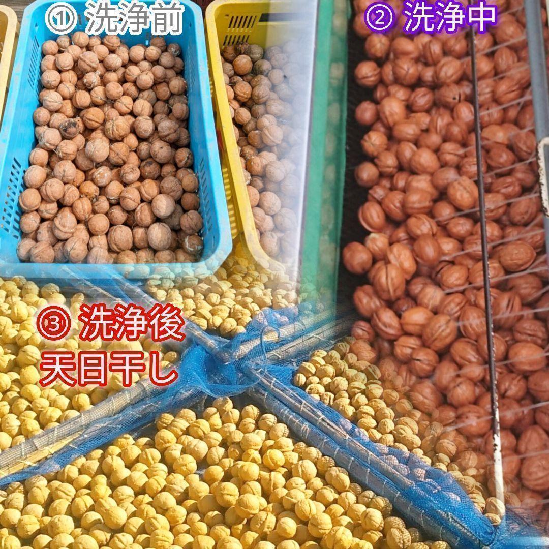 【かおりん商品 】 限定セール 殻付きくるみ 極小〜小サイズ 14kg