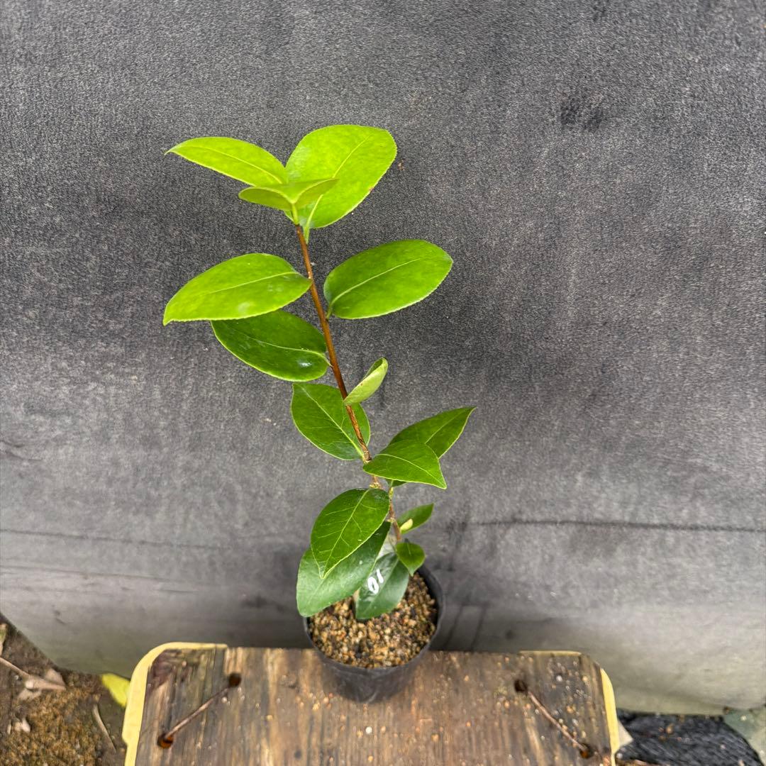 紅葉 Koyo (代理人)様ご確認苗 レイジェントリー4と此の糸2点セット苗