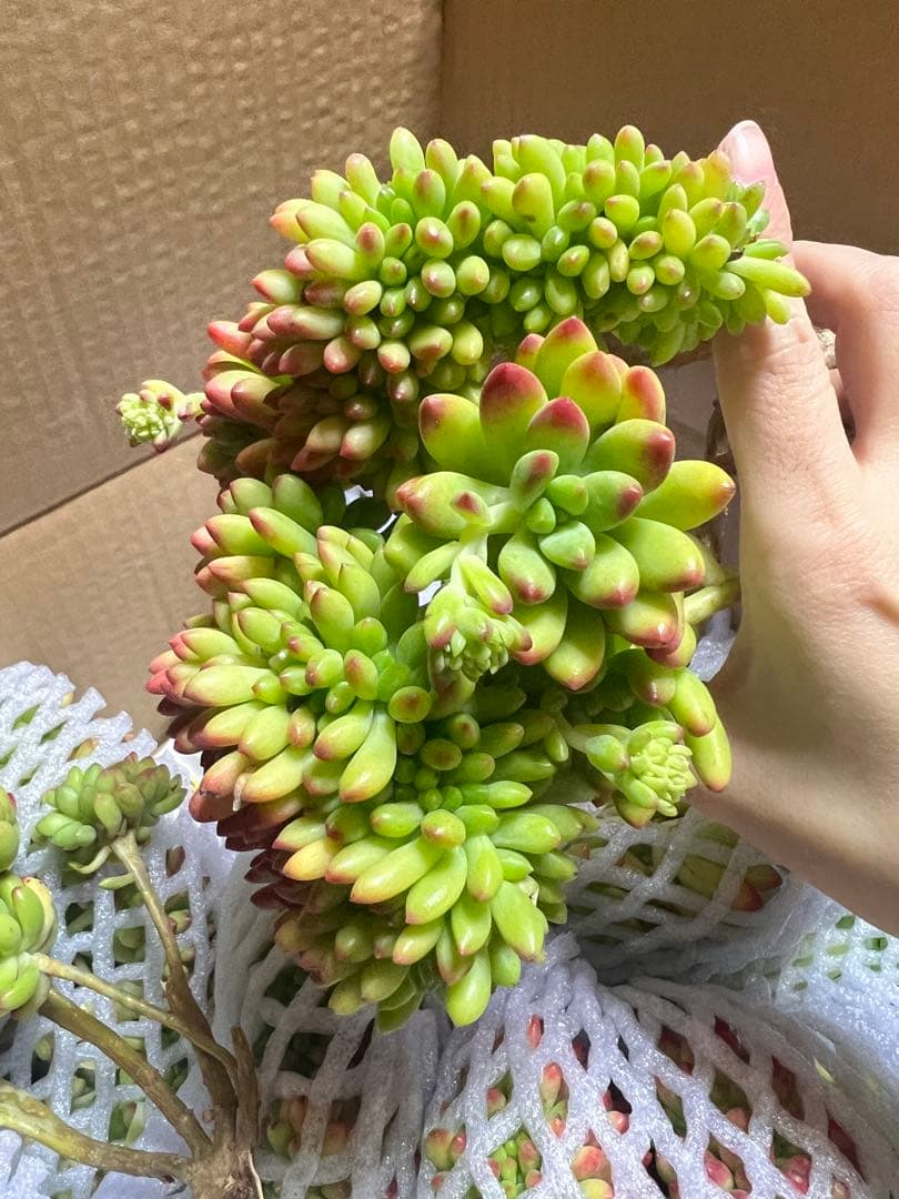 佐川急便　　るるれれろ 様