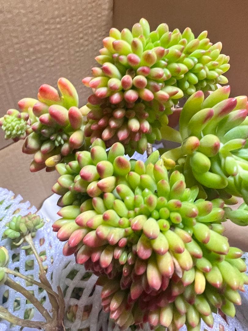 佐川急便　　るるれれろ 様