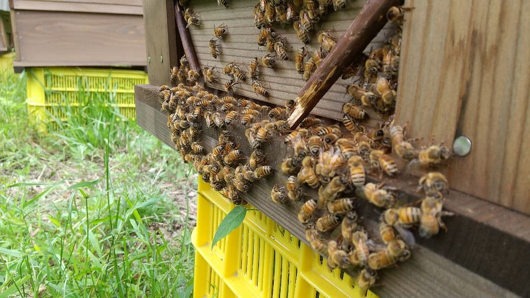 はちみつ 2kg 国産 天然 純粋 非加熱 蜂蜜 2000g 【養蜂家直送】