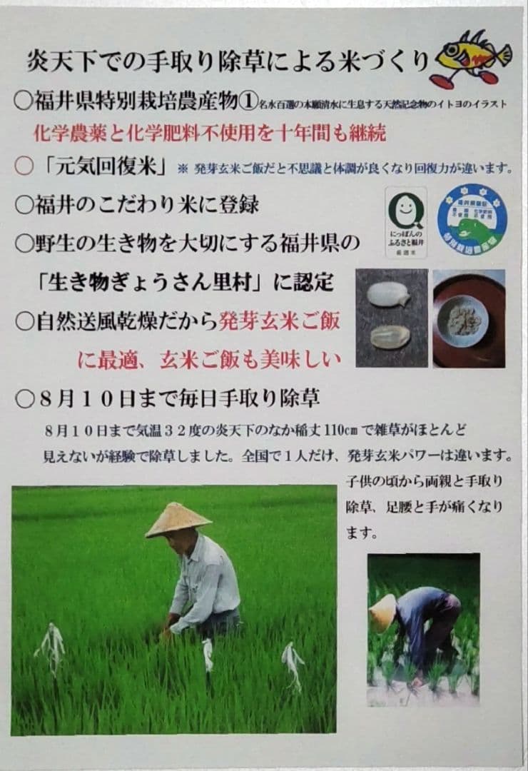 炎天下の手取り除草 発芽用玄米10kg ７年産コシヒカリ 特栽① 農薬等不使用