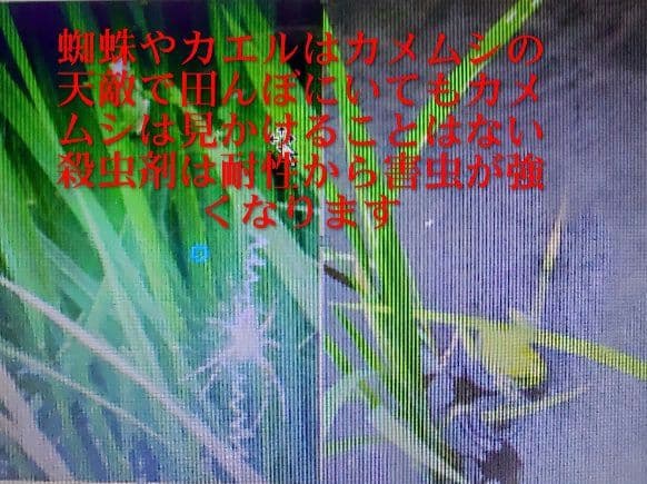 炎天下の手取り除草 発芽用玄米10kg ７年産コシヒカリ 特栽① 農薬等不使用