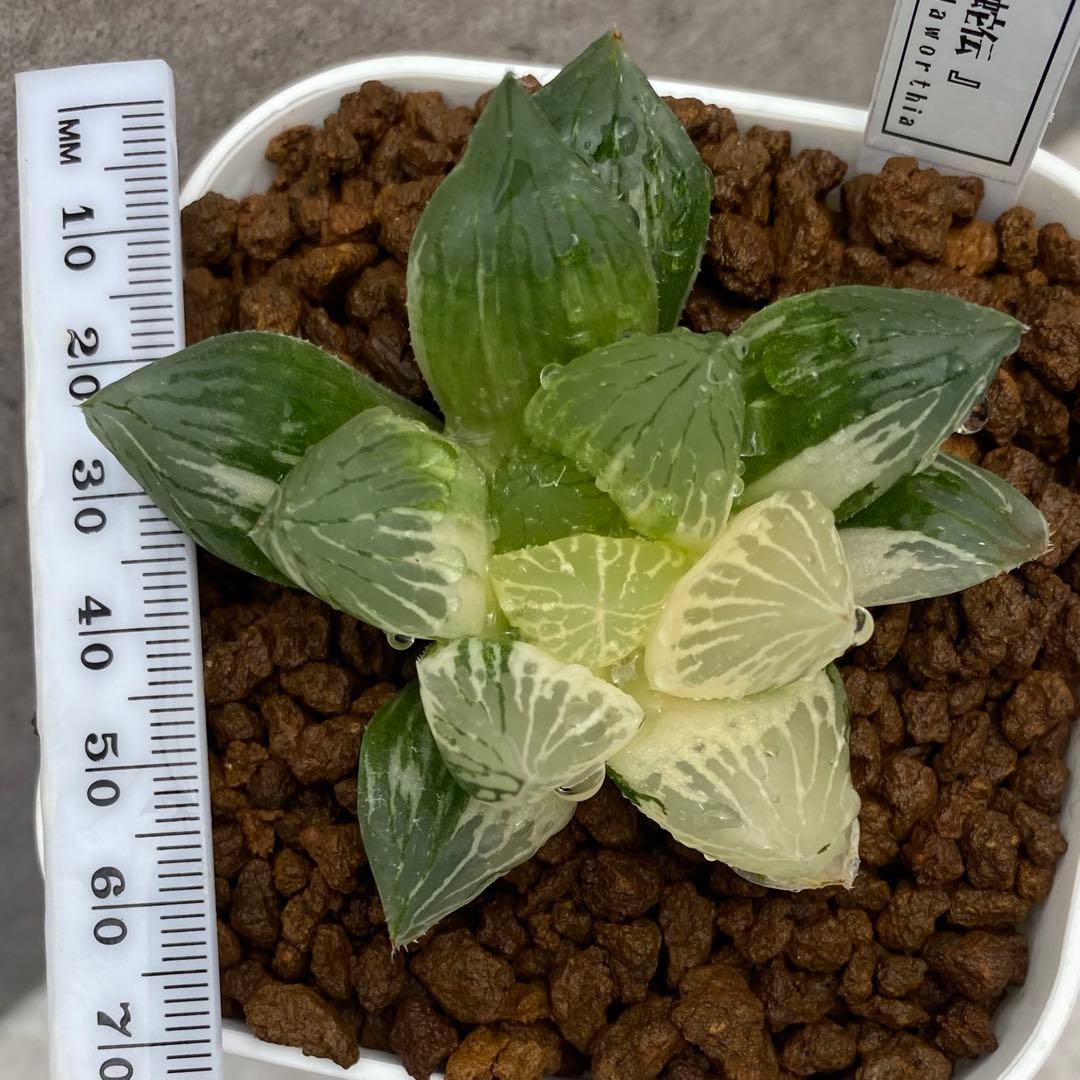 青蛇伝　ハオルチア　オブツーサ錦