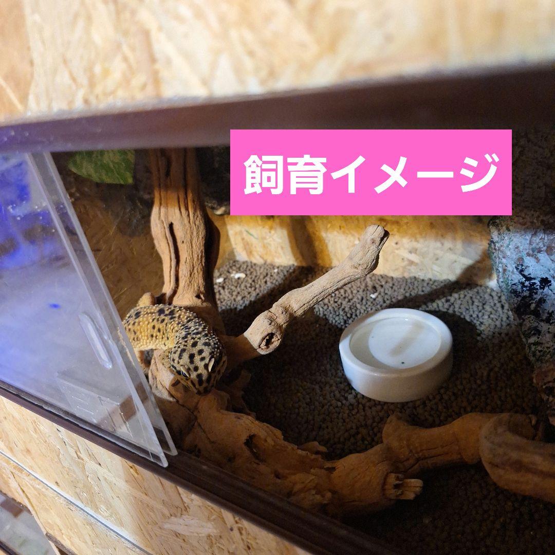 r　機能充実！OSB木製ケージ2個セット