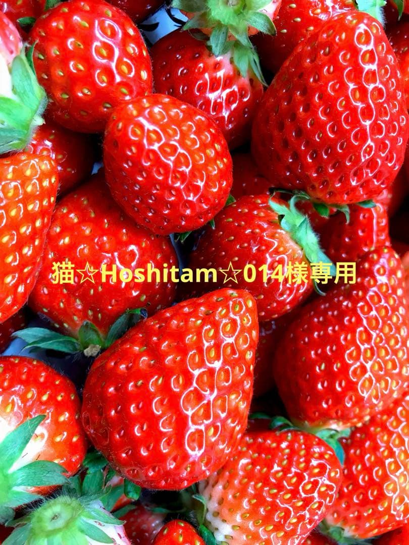 猫☆Hoshitam☆014