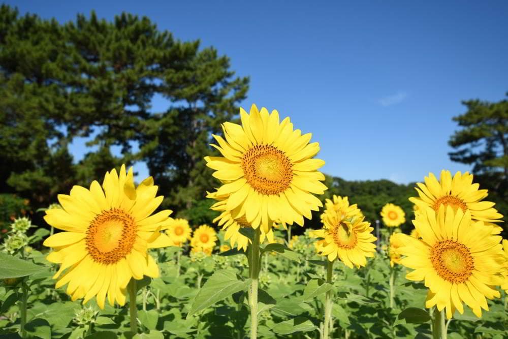 【美品】SIGMA 10-20mm F3.5 EX DC HSM fマウント用