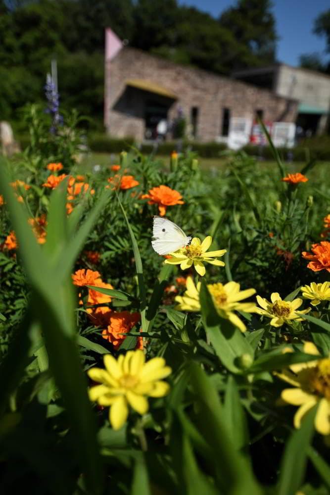 【美品】SIGMA 10-20mm F3.5 EX DC HSM fマウント用