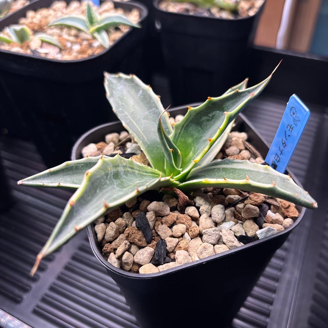 アガベ　モンタナ白覆輪