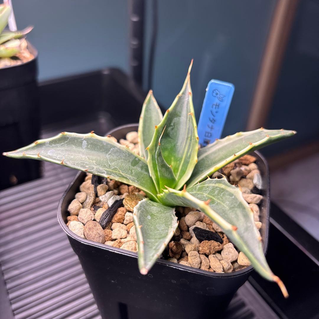 アガベ　モンタナ白覆輪