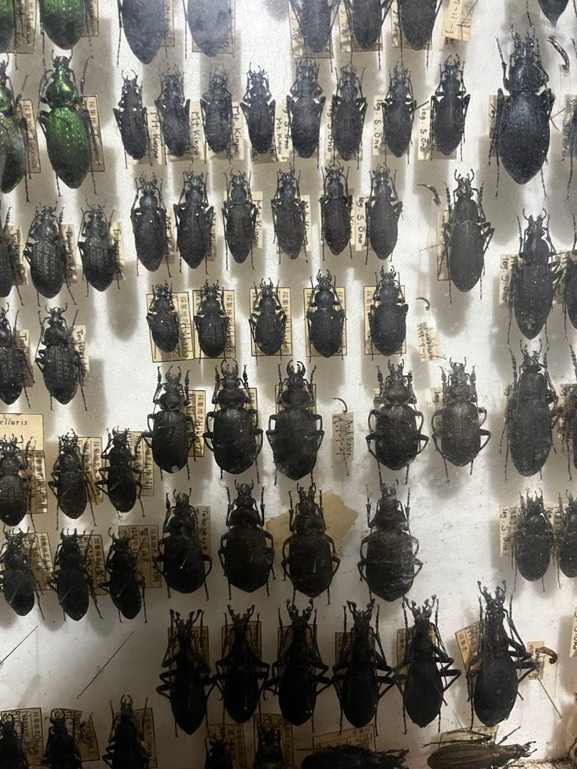 昆虫標本 オサムシ