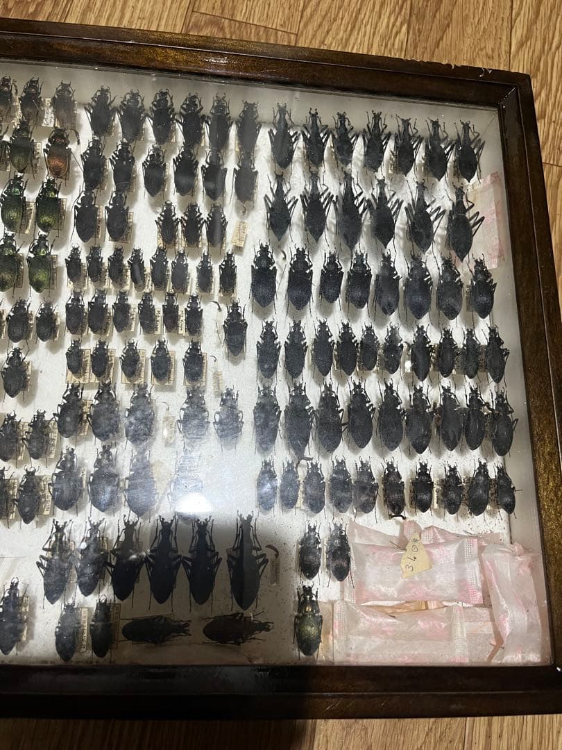 昆虫標本 オサムシ