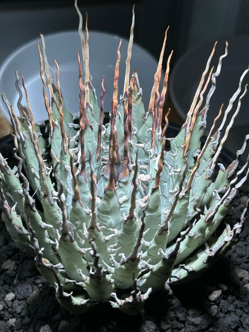 p*s様 アガベutahensis var.eborispina陽炎 超ロングト