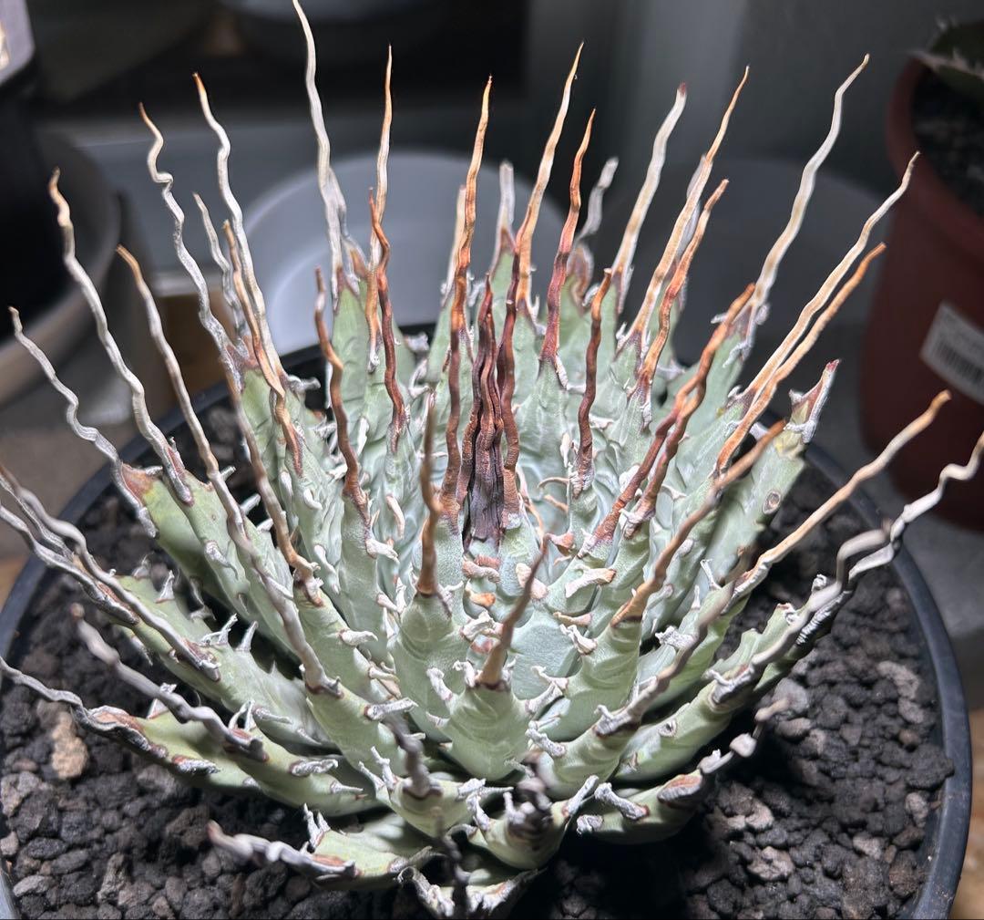 p*s様 アガベutahensis var.eborispina陽炎 超ロングト