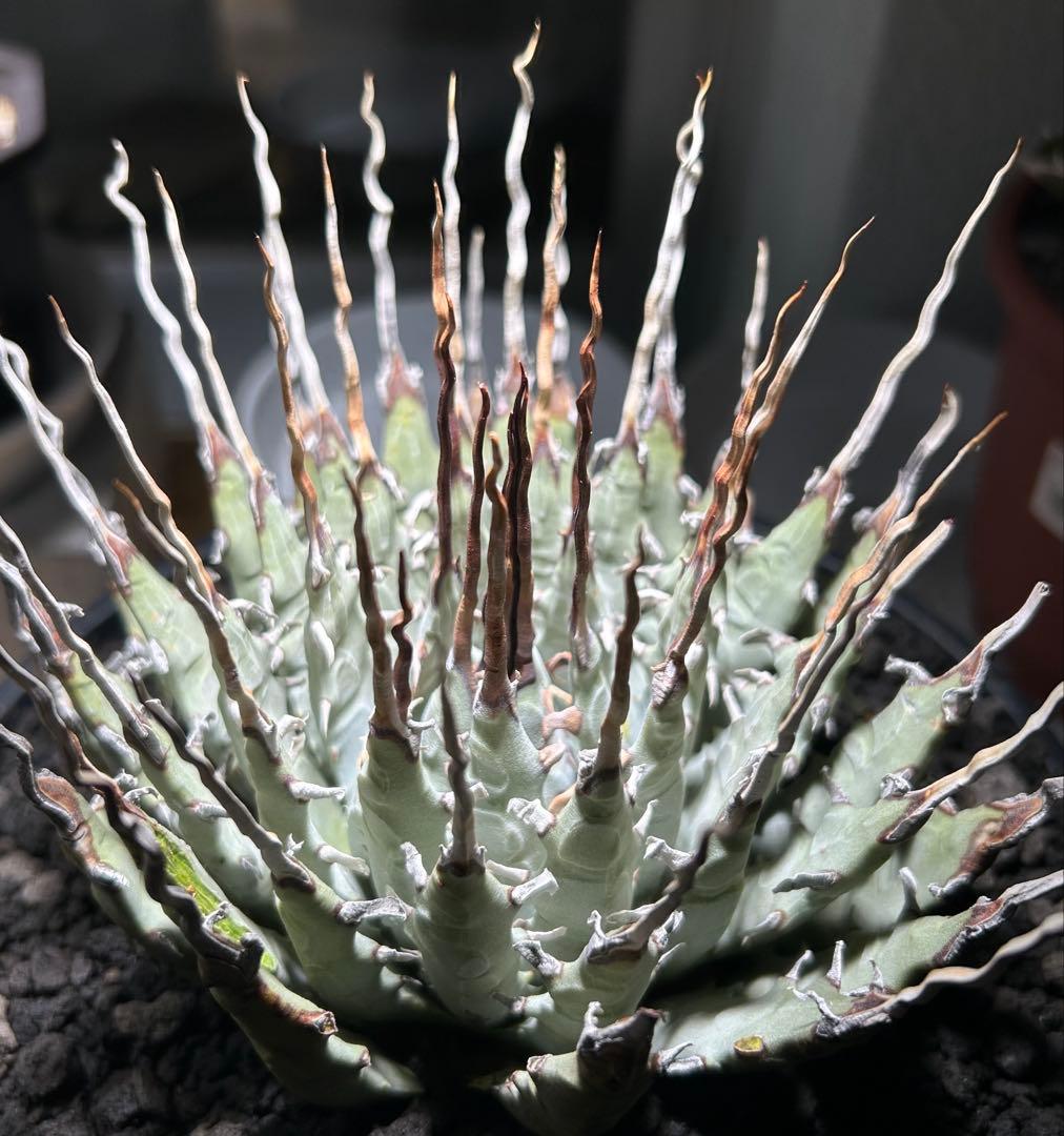 p*s様 アガベutahensis var.eborispina陽炎 超ロングト