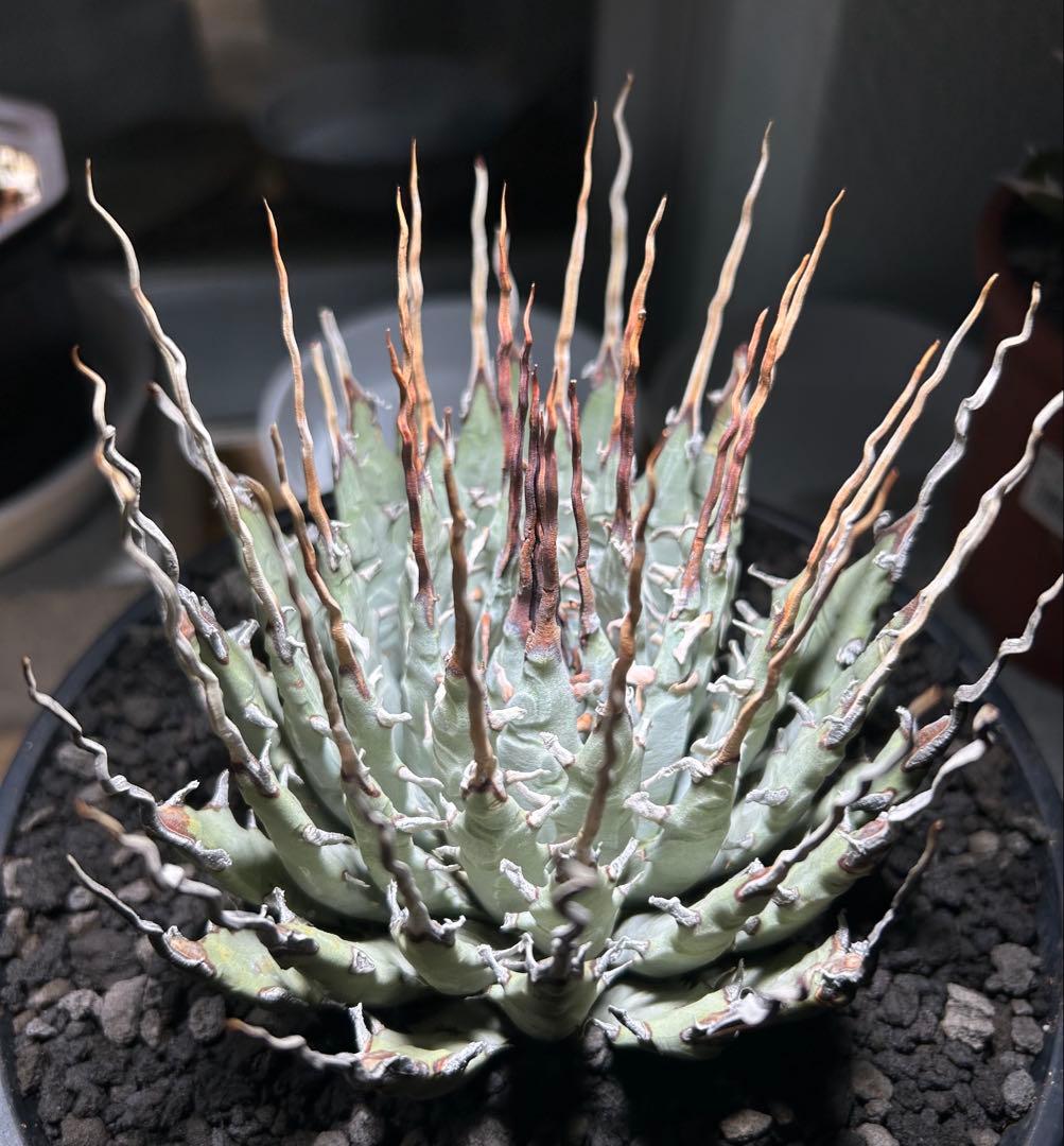 p*s様 アガベutahensis var.eborispina陽炎 超ロングト
