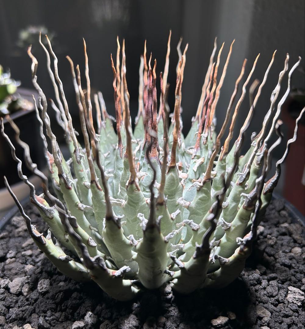 p*s様 アガベutahensis var.eborispina陽炎 超ロングト