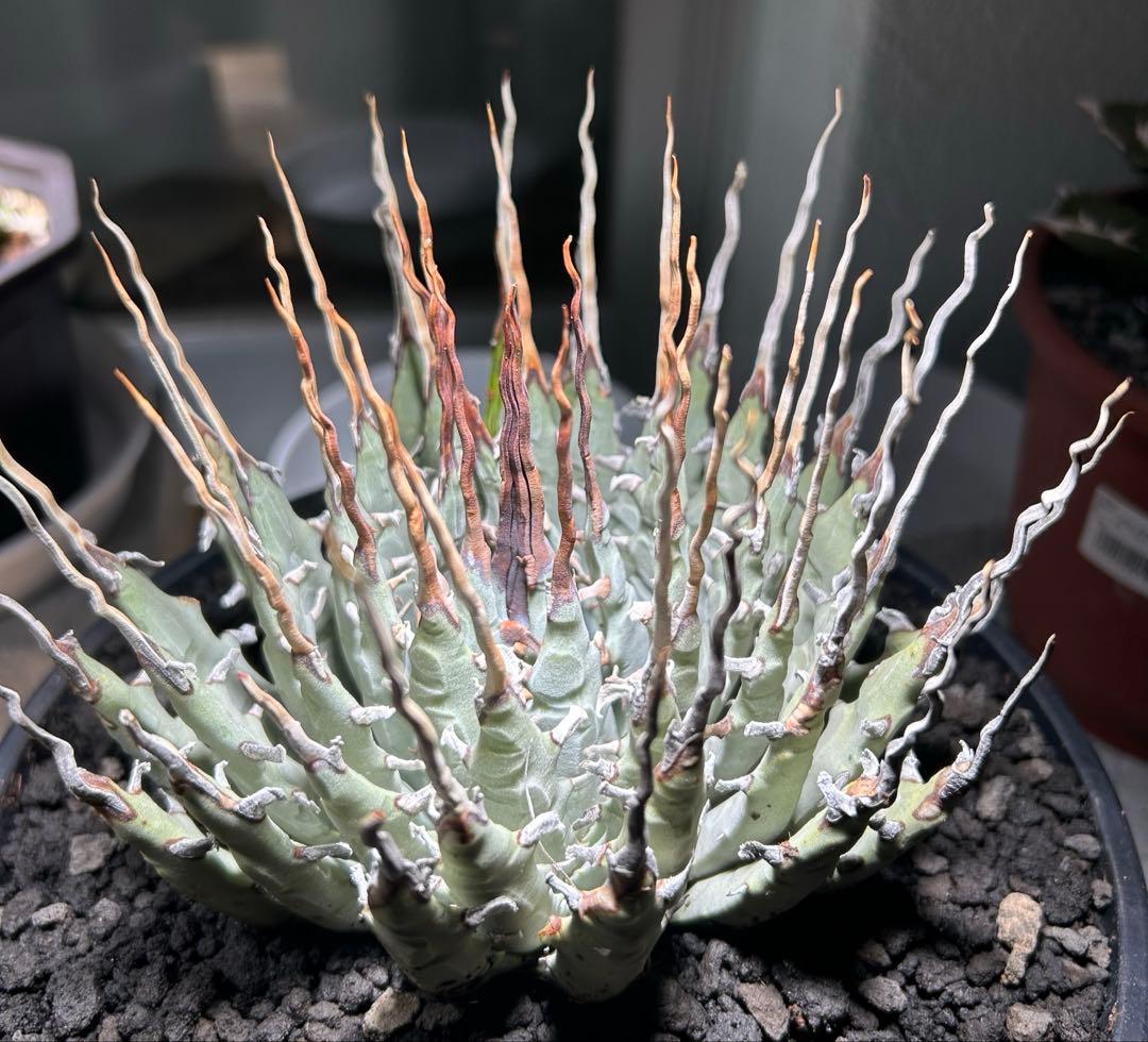 p*s様 アガベutahensis var.eborispina陽炎 超ロングト