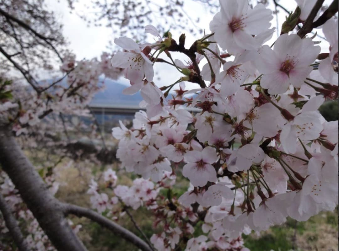 実写美⭕️美品【動作確認済】SONY Cyber−Shot WX DSC-WX5