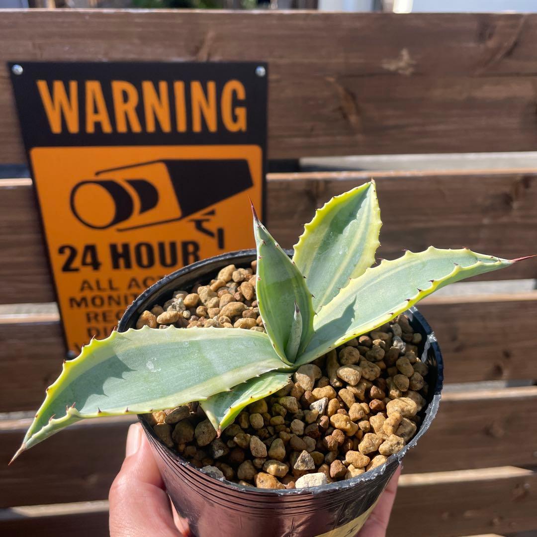 アガベ　リップルエフェクト‼️ 発根済み　ドライガーデン