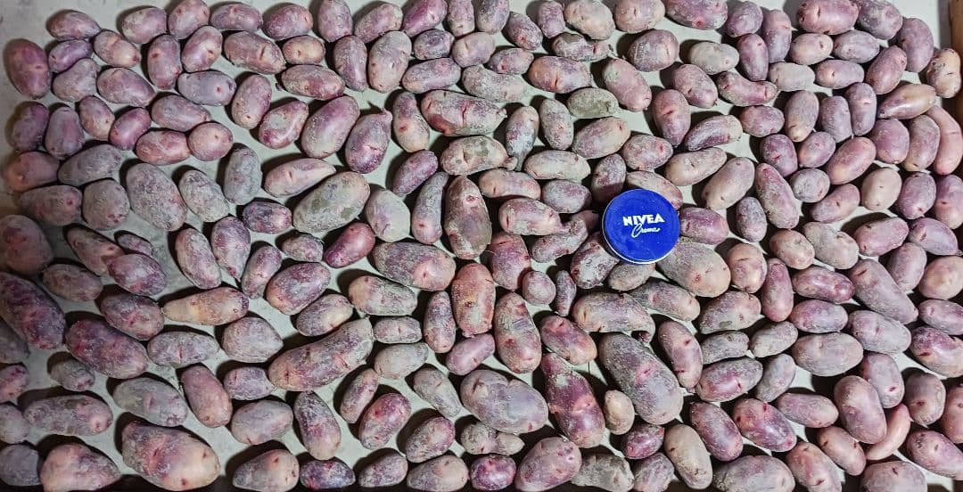 じゃがいも グラウンドペチカ(デストロイヤー)約24kg