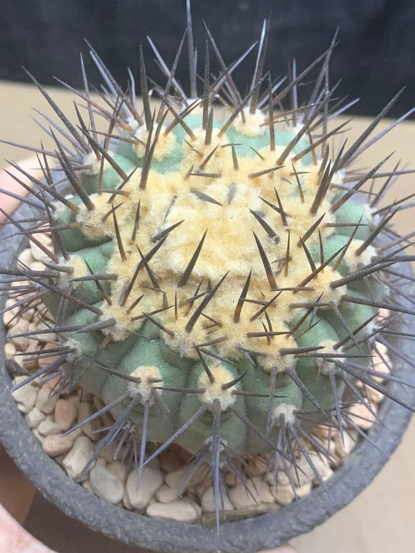 河*治様 Z236 コピアポア　コルムナアルバ　孤竜丸 棘も綺麗