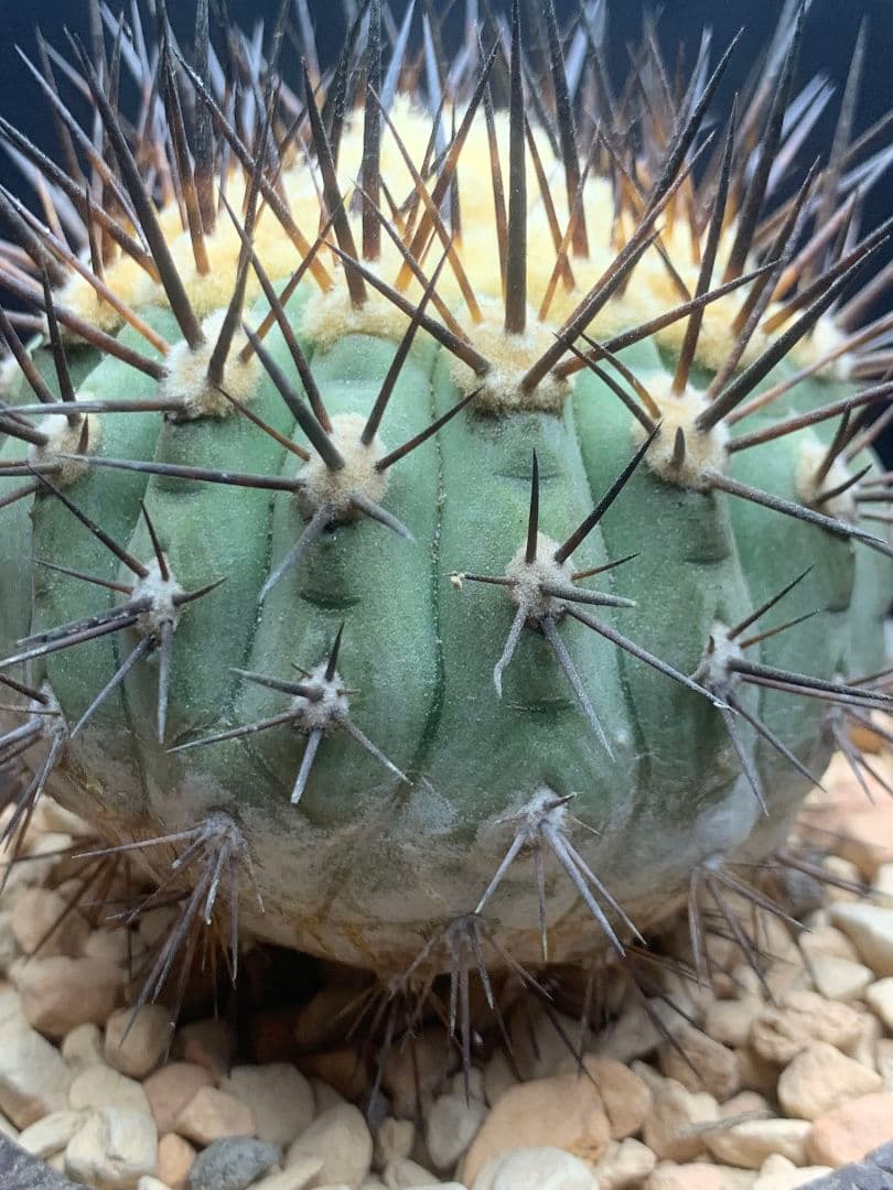 河*治様 Z236 コピアポア　コルムナアルバ　孤竜丸 棘も綺麗