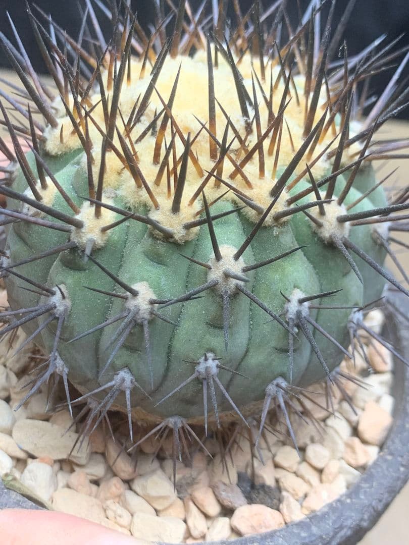 河*治様 Z236 コピアポア　コルムナアルバ　孤竜丸 棘も綺麗