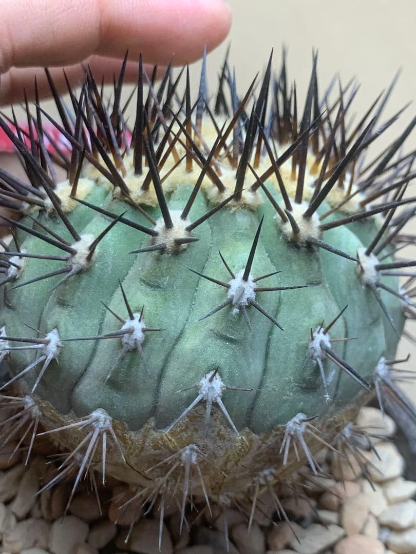 河*治様 Z236 コピアポア　コルムナアルバ　孤竜丸 棘も綺麗