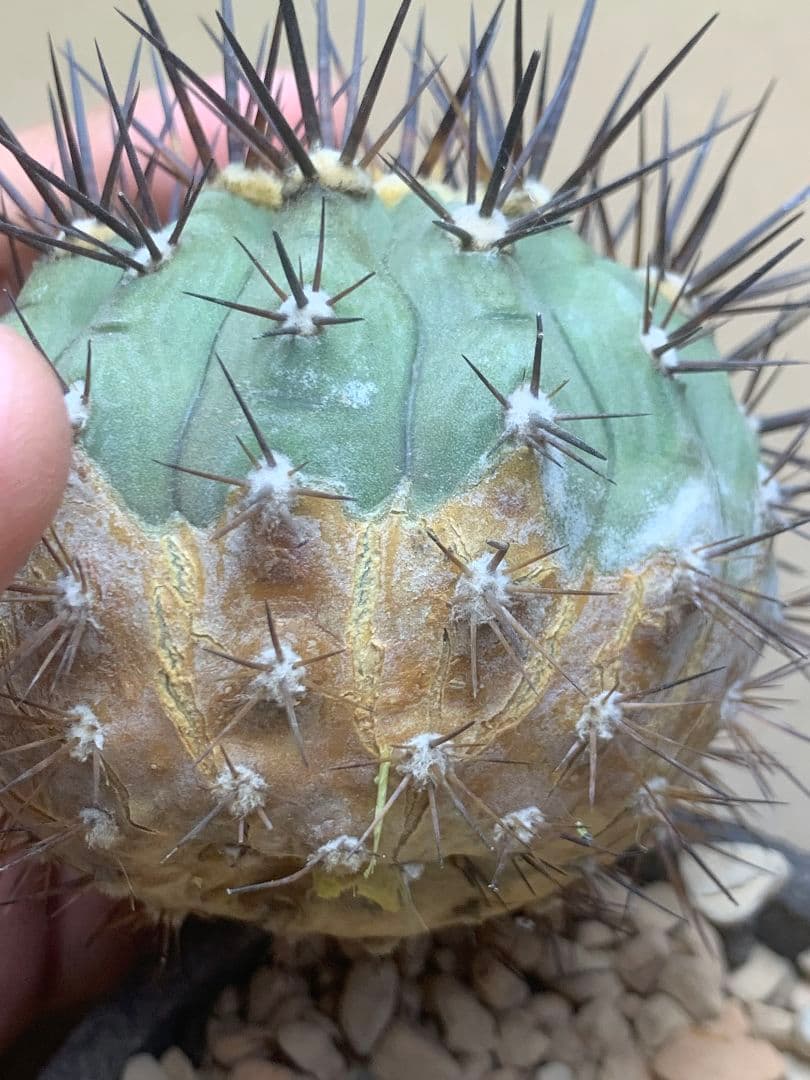 河*治様 Z236 コピアポア　コルムナアルバ　孤竜丸 棘も綺麗