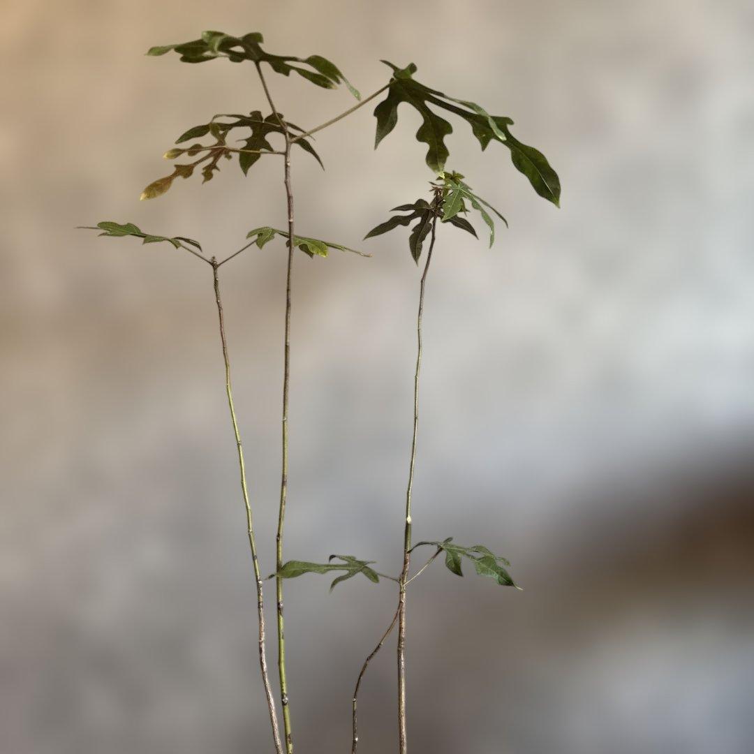 ボトルツリー 2026希少ブラキキトン ディスカラー新芽でてます 鉢付き