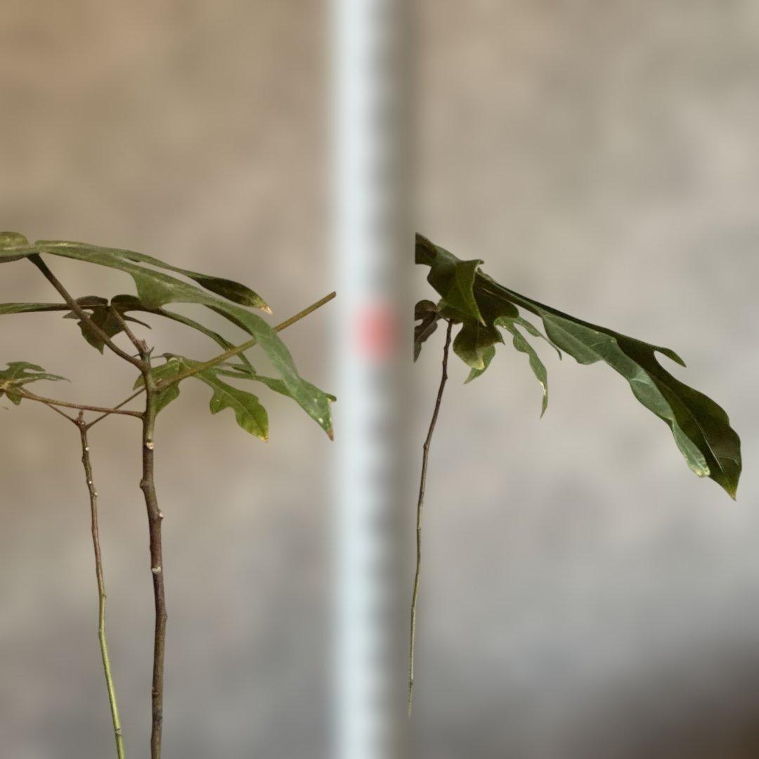 ボトルツリー 2026希少ブラキキトン ディスカラー新芽でてます 鉢付き