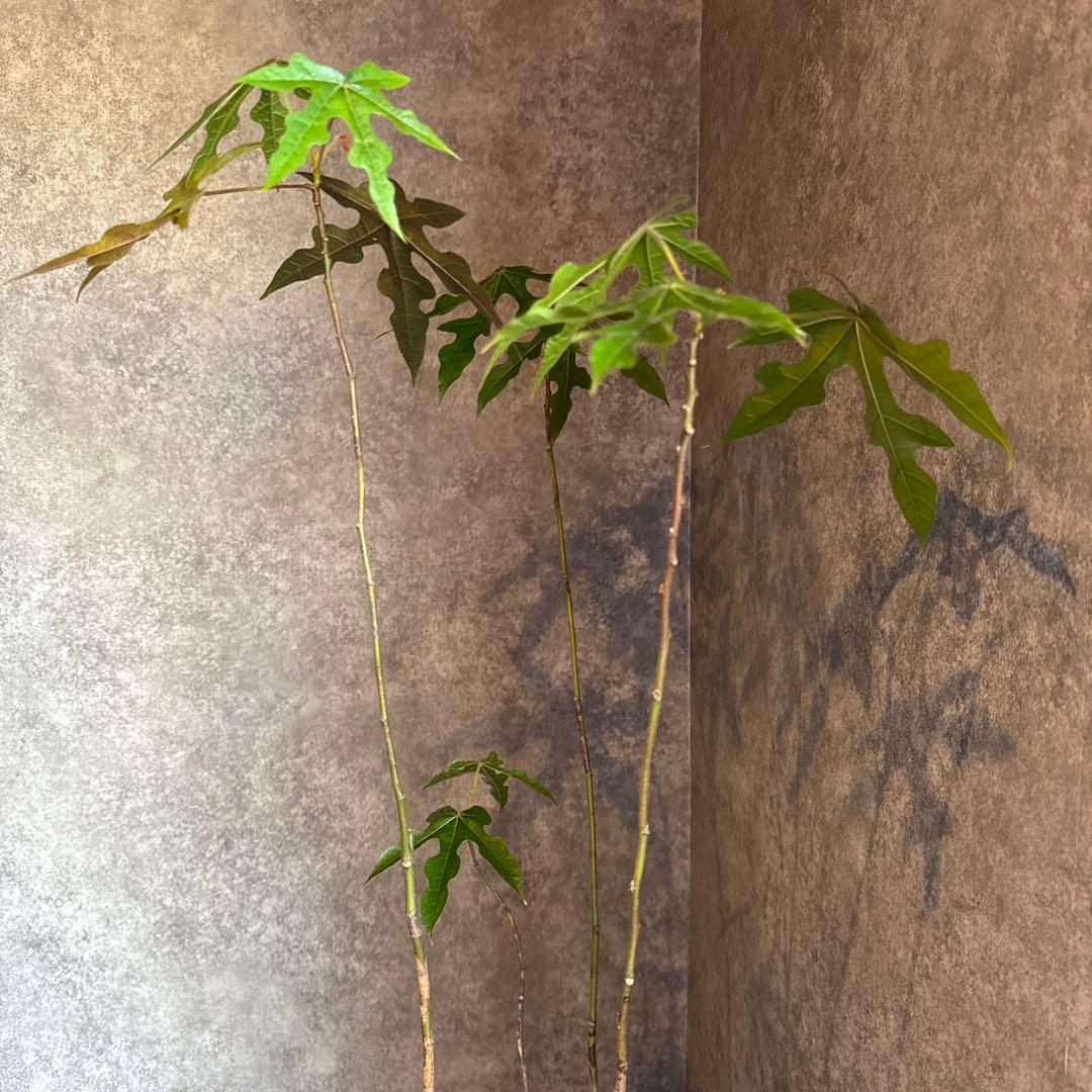 ボトルツリー 2026希少ブラキキトン ディスカラー新芽でてます 鉢付き